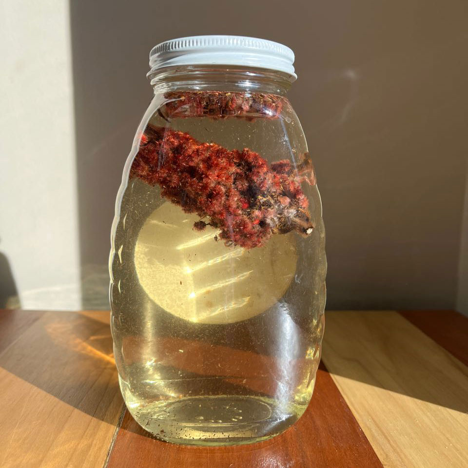 Maple sap with a sumac drupe steeping in it